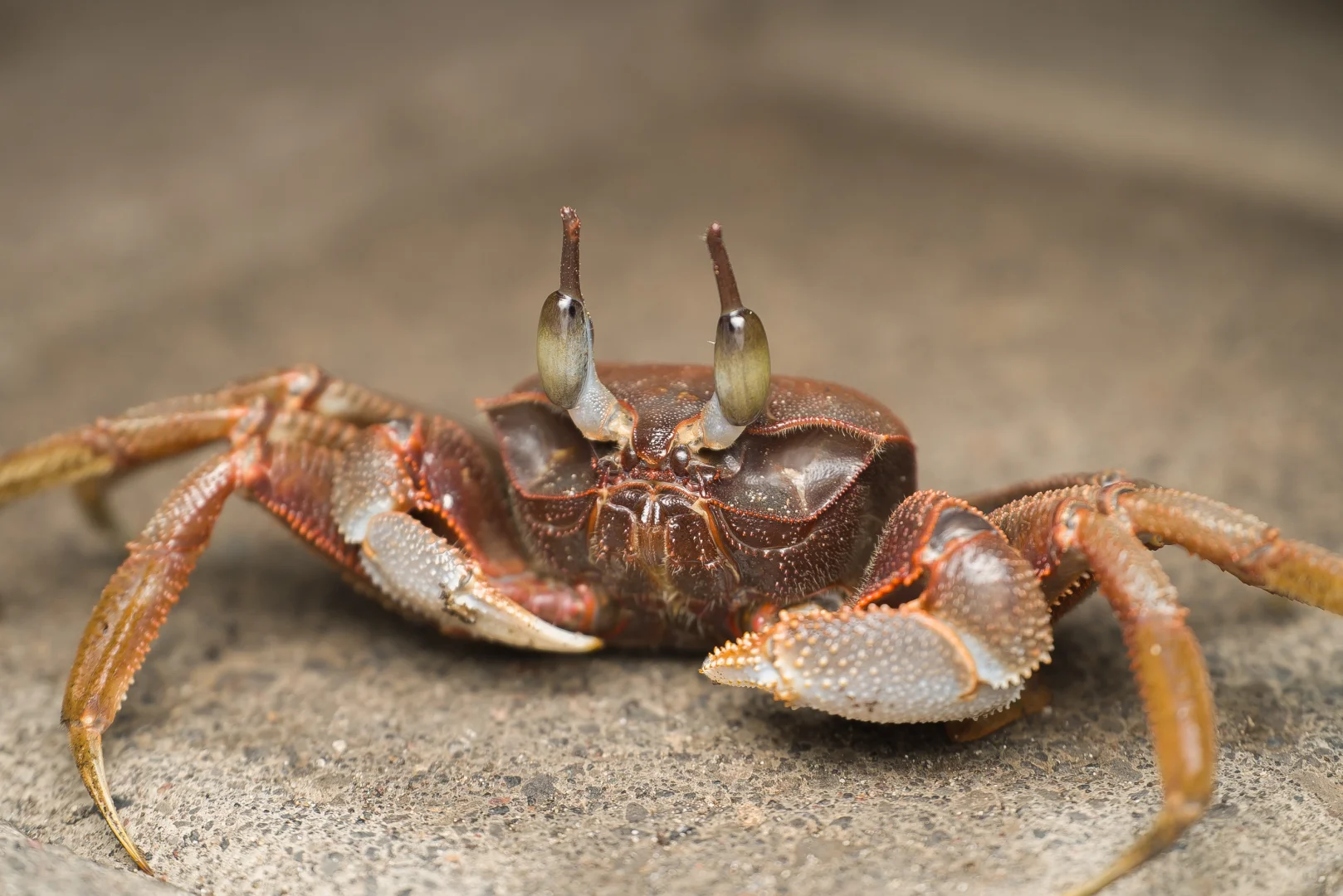 招聘丨去自然里撒野