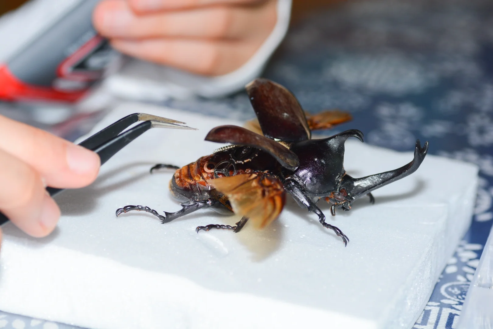 招聘丨去自然里撒野