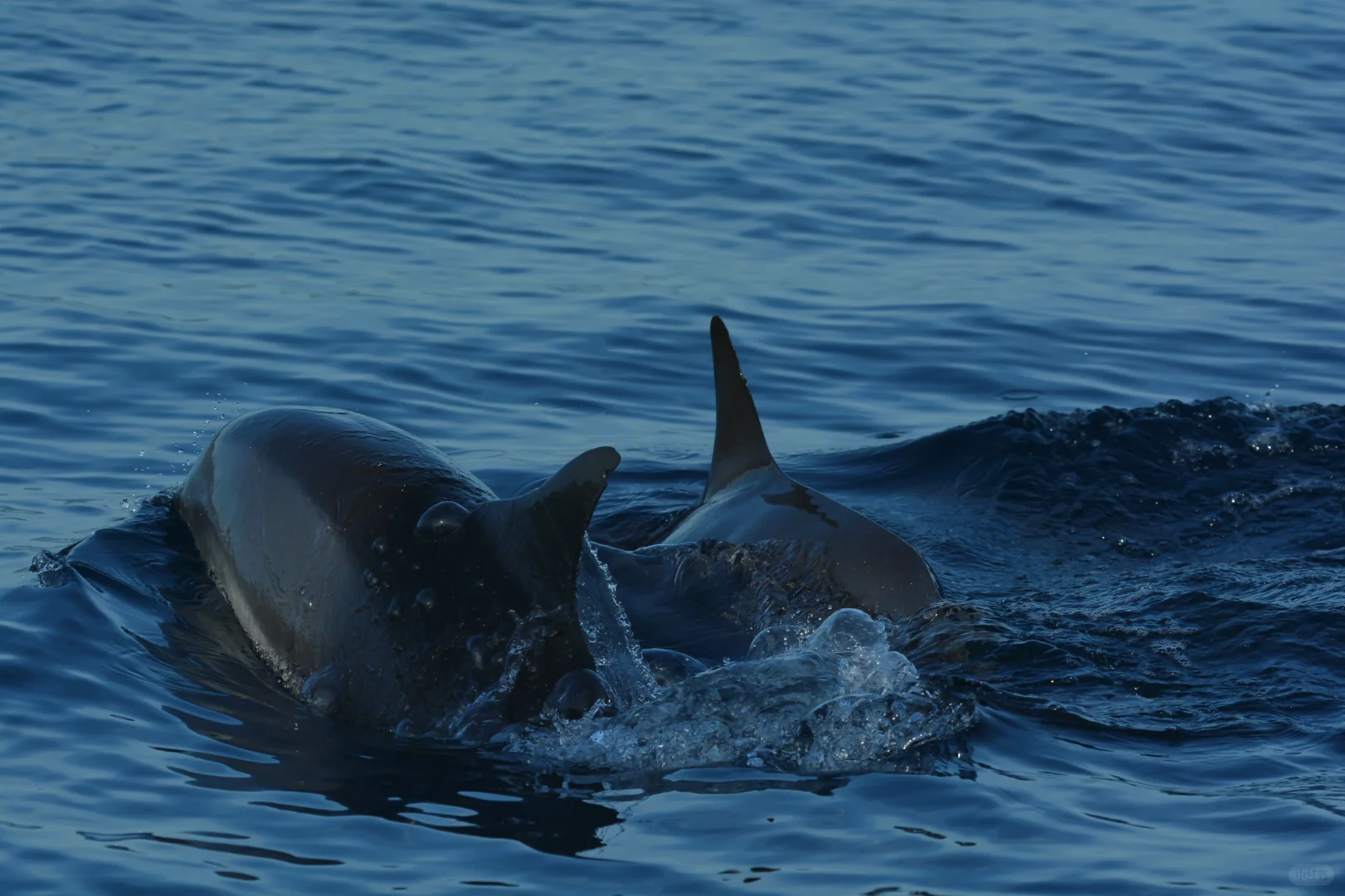 招聘丨去自然里撒野
