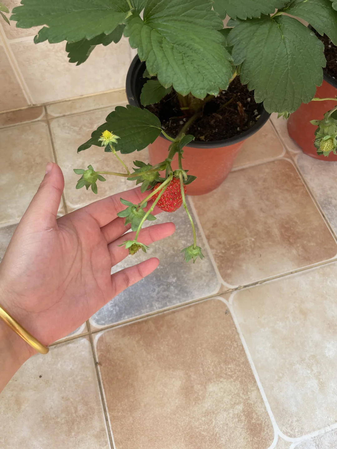 利客来附近招聘保安一名