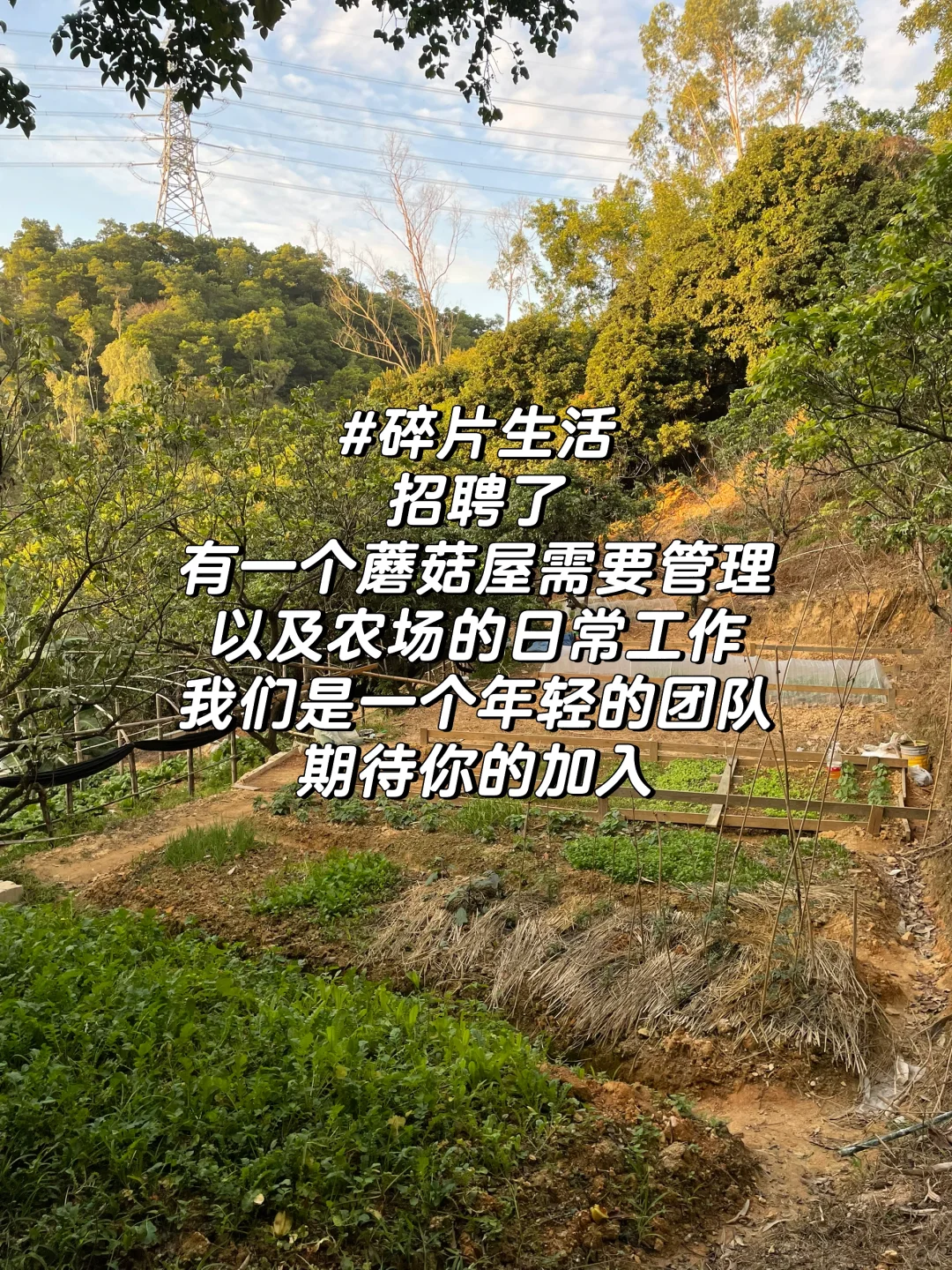 农场招聘了，会管理我的蘑菇屋🍄