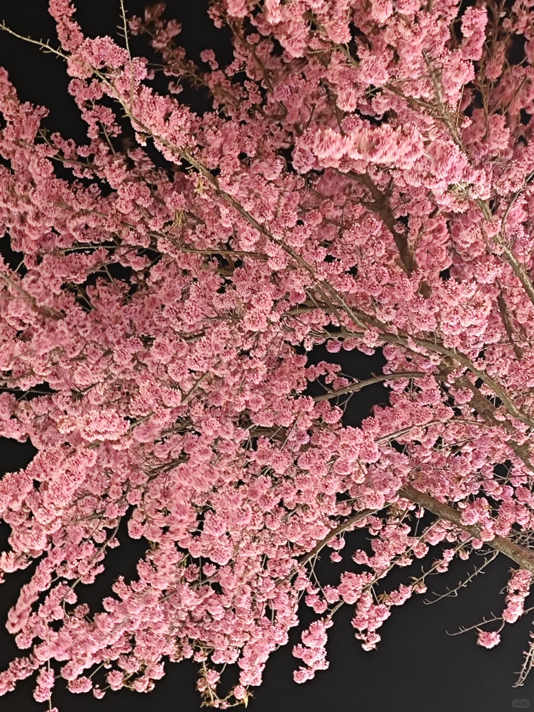 大理古城招聘寒假工啦（长期也可）