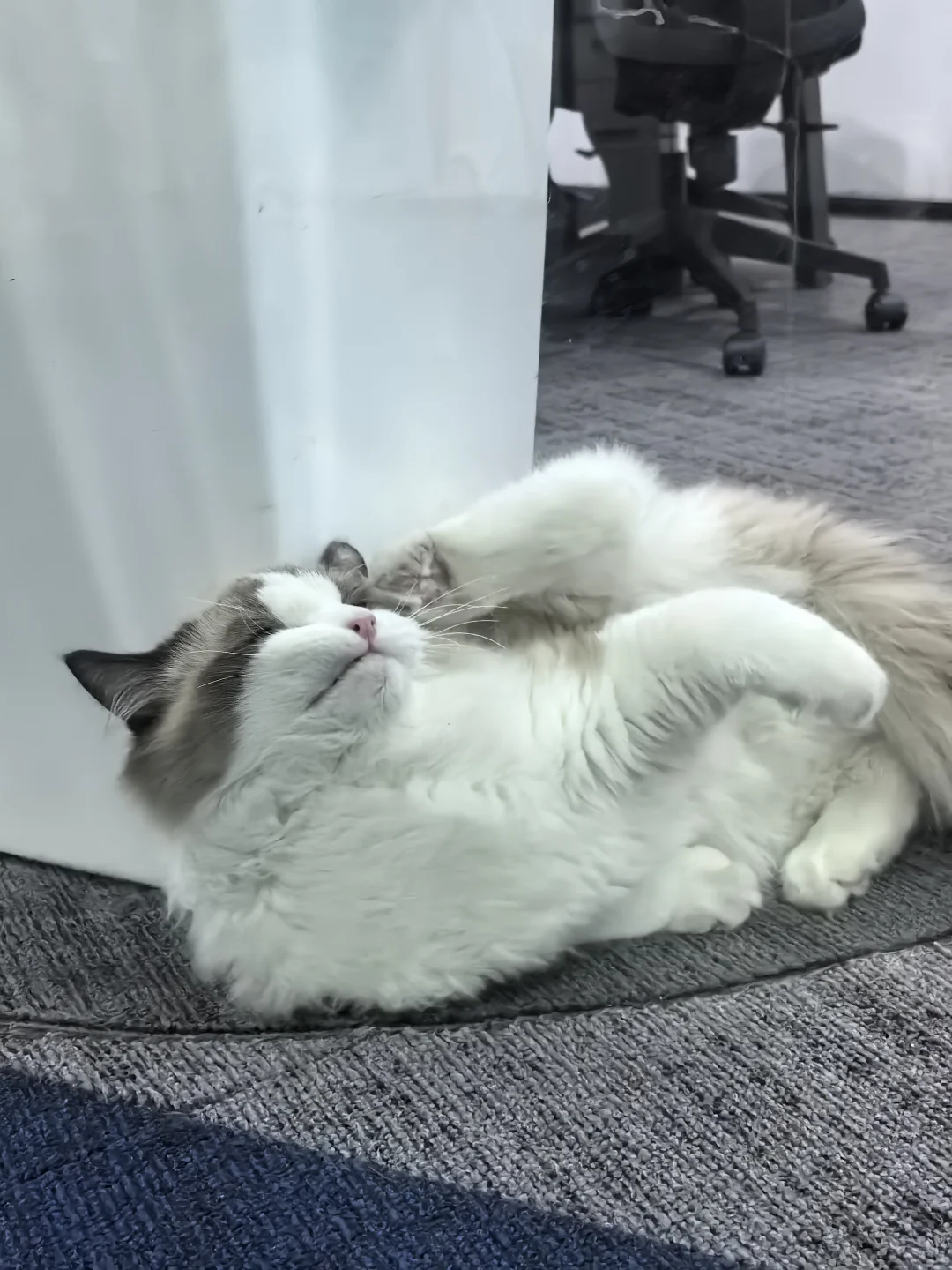 找哔哩哔哩实习继任啦|快快看过来👀