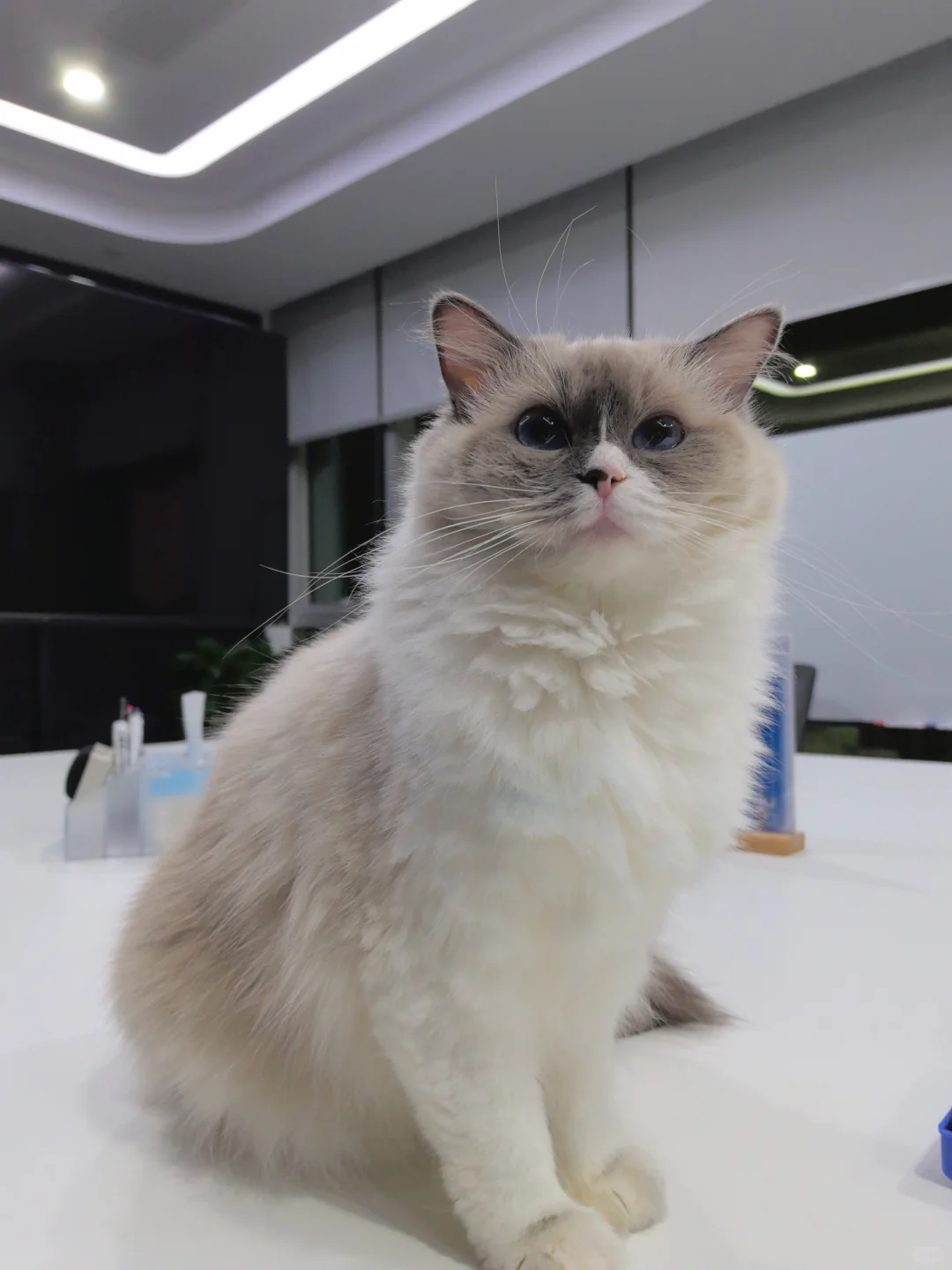 找哔哩哔哩实习继任啦|快快看过来👀