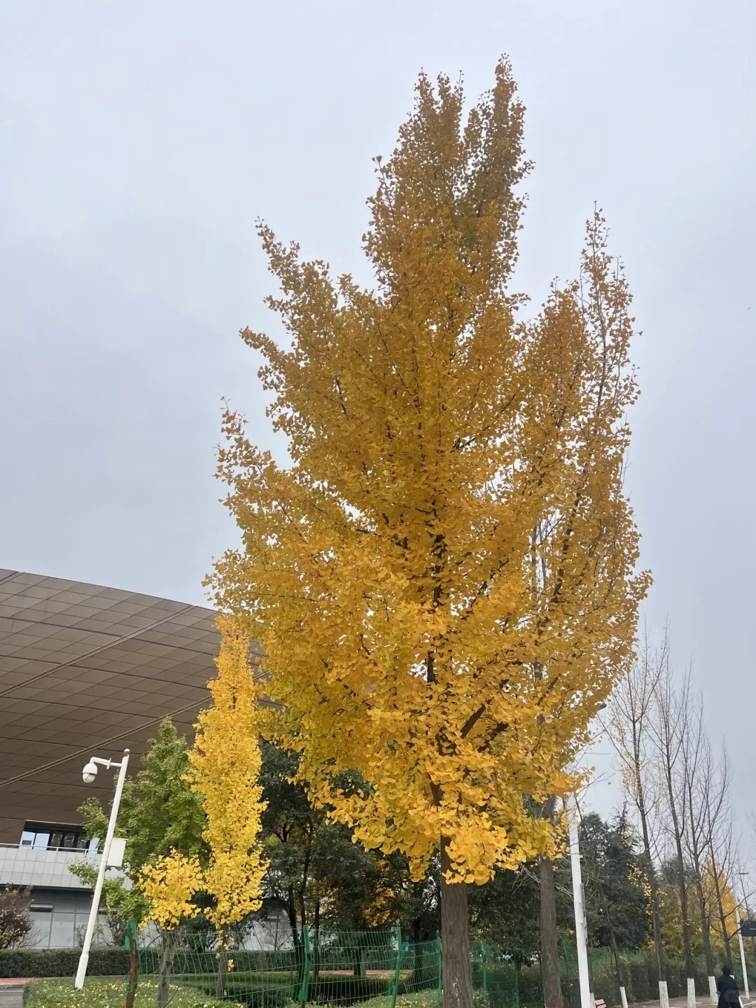 西安电子科技大学辅导员招聘，双非估计难