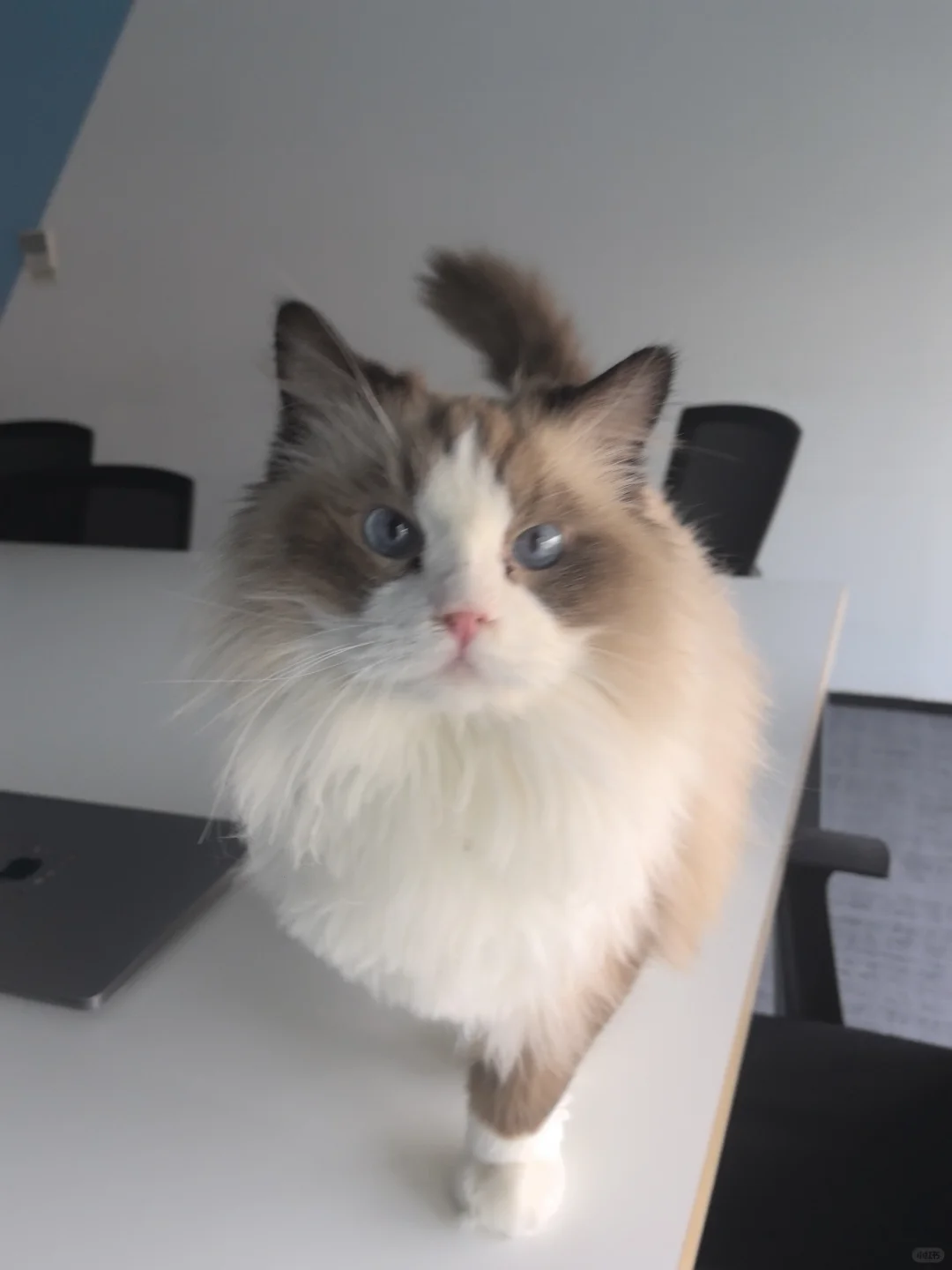 找哔哩哔哩实习继任啦|快快看过来👀