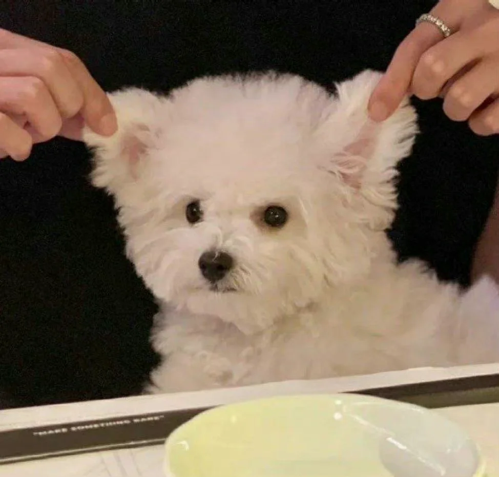 公司在招我的岗位