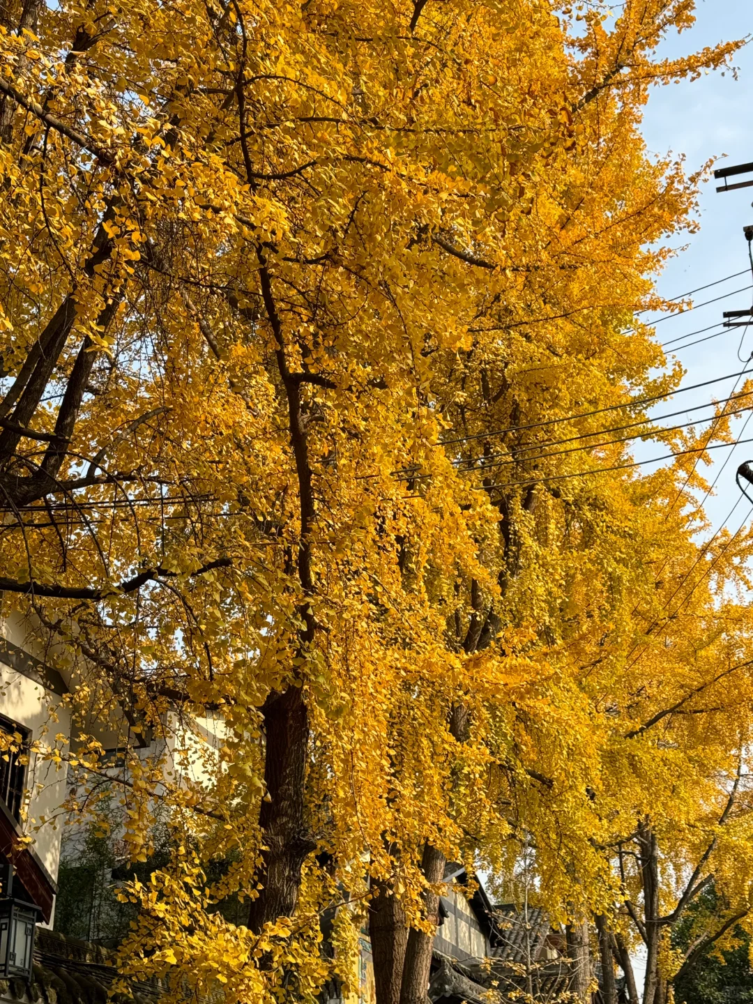 神仙外企-绵阳篇