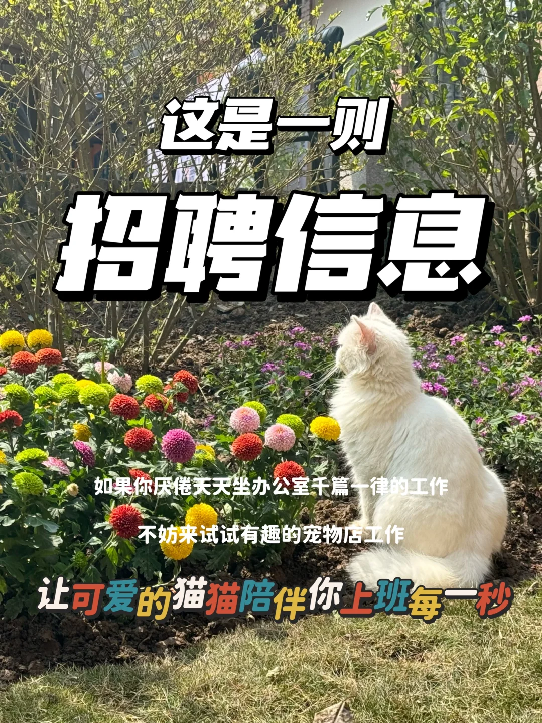 🐱猫舍又要招聘啦！猫咪护理岗位