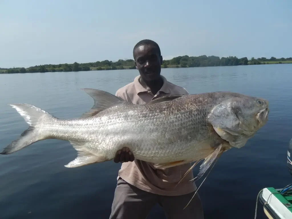 加蓬———中国国企海外招聘