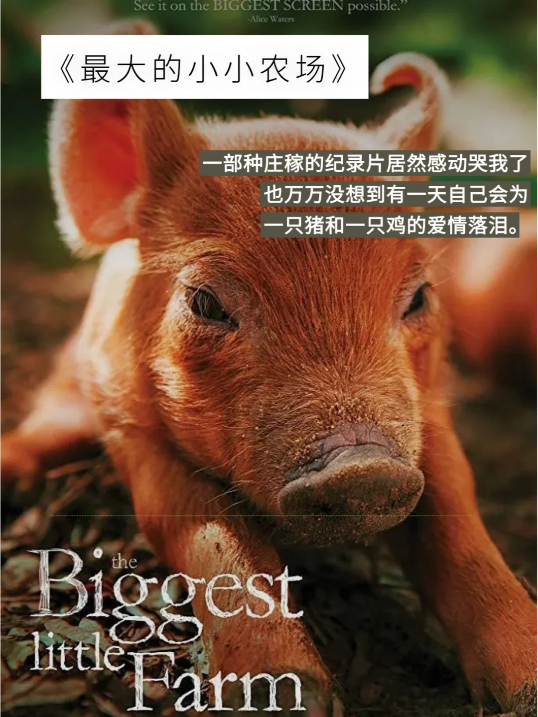 春节宅家追剧10部高分经典纪录片推荐✨