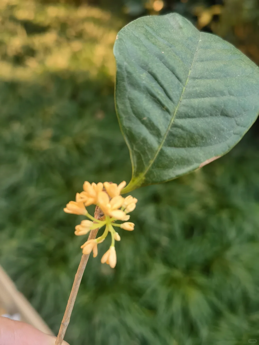 文职岗位，人力公司招聘