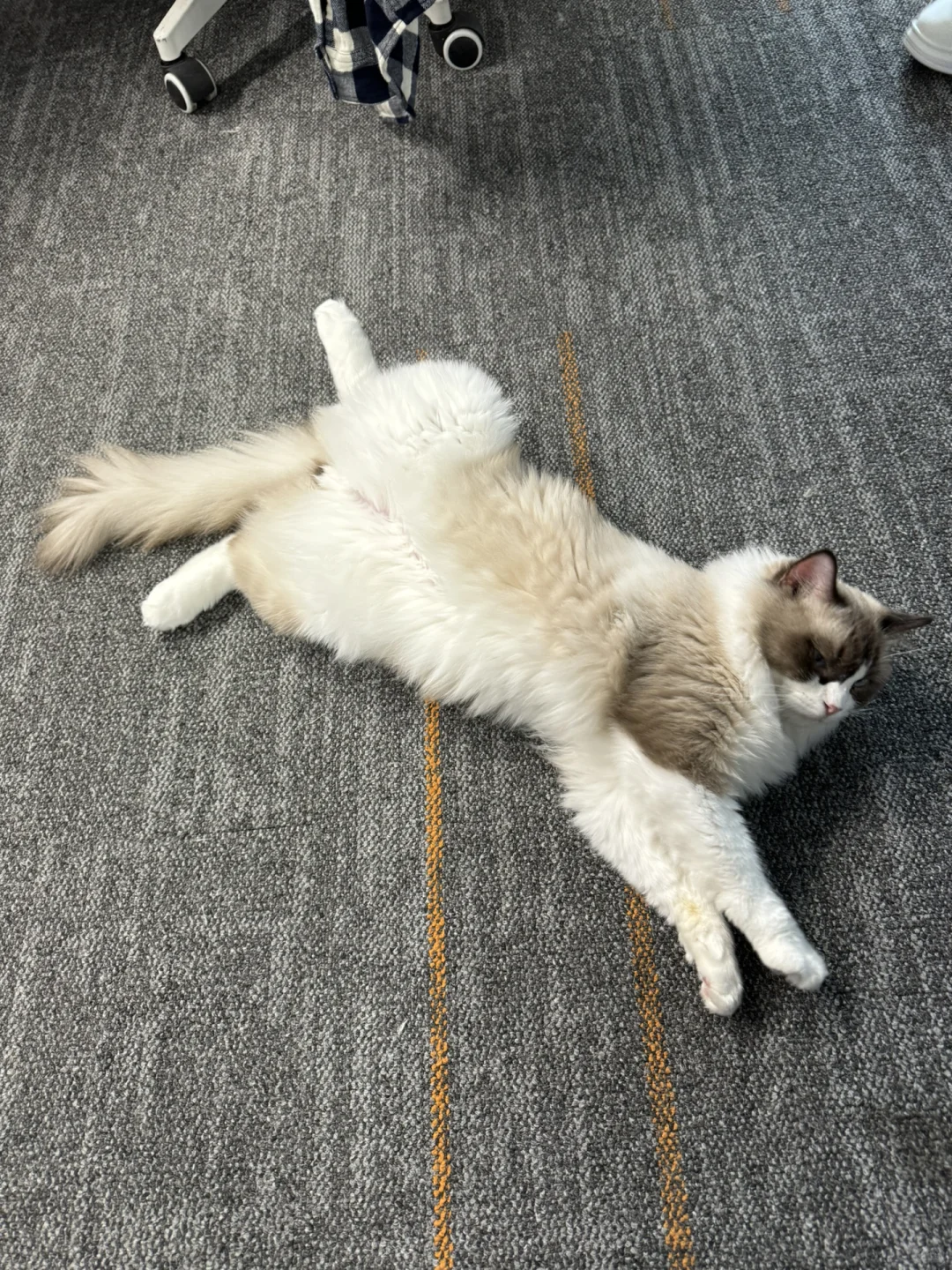 武汉招小红书运营！