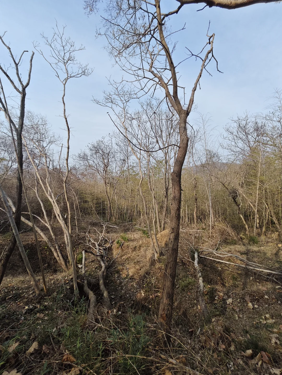 探秘明阁老墓：帝师荒冢五百年