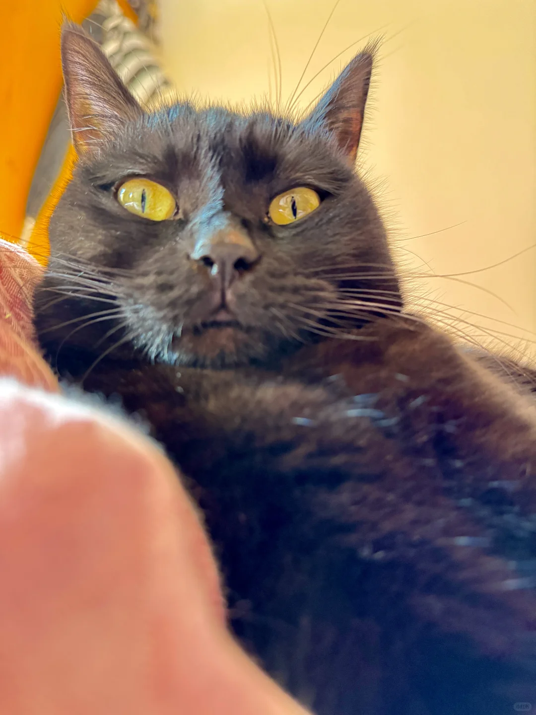 惠州博罗龙溪镇宫廷南水园招聘服装打包员