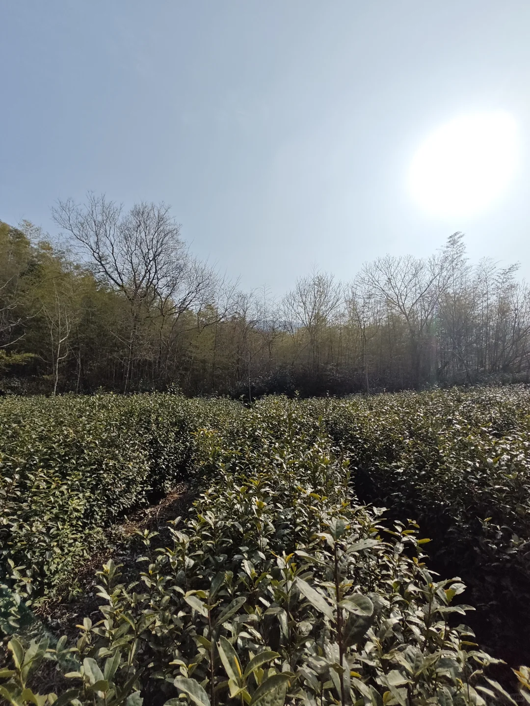 探秘明阁老墓：帝师荒冢五百年