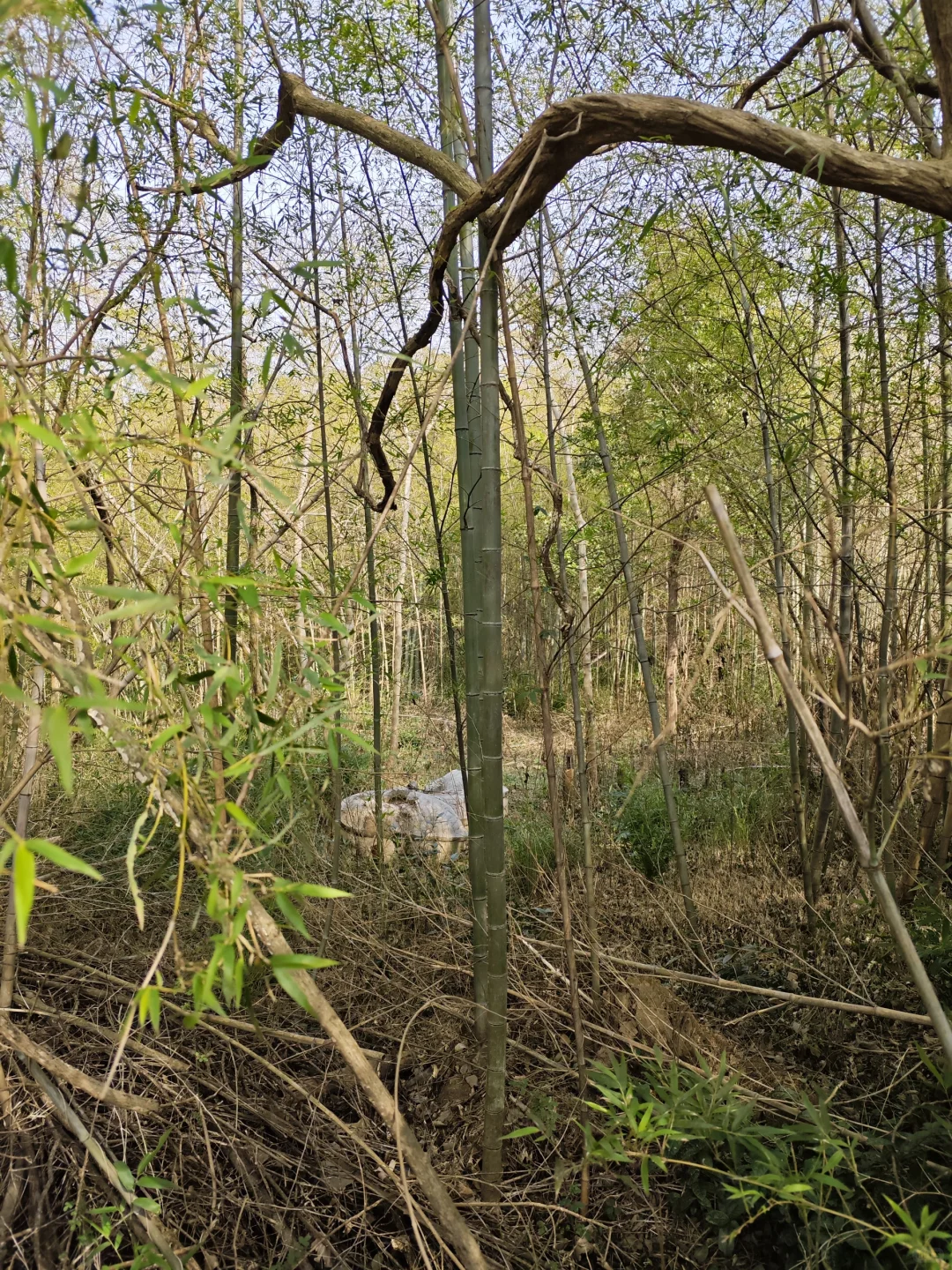 探秘明阁老墓：帝师荒冢五百年