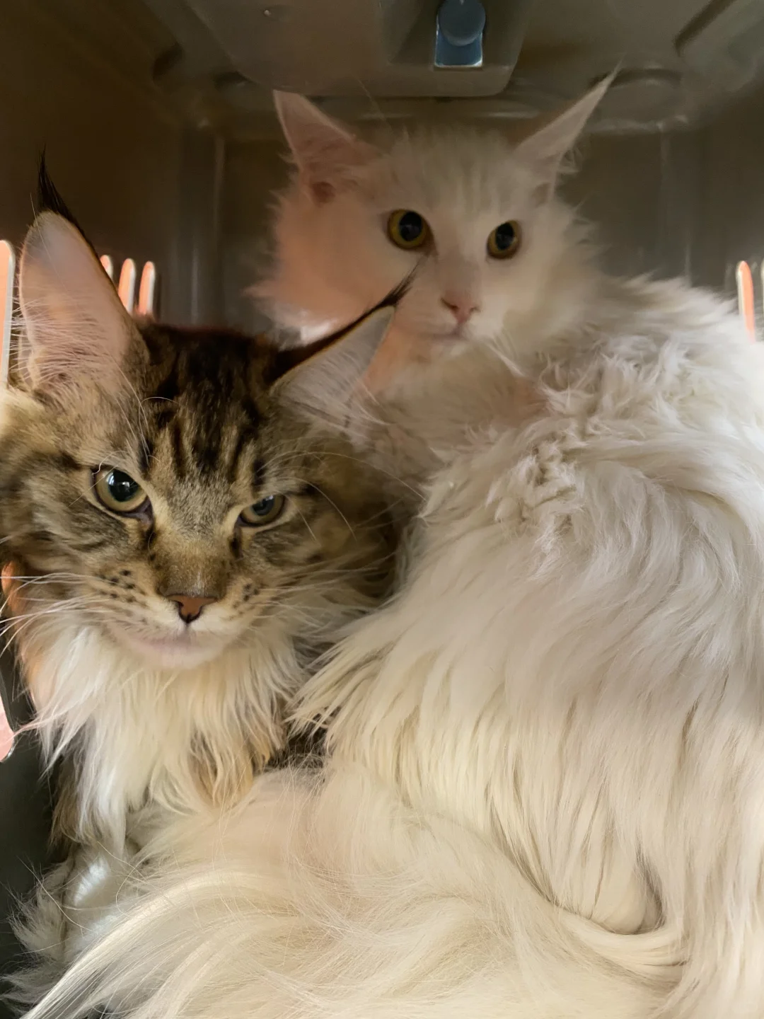 宠物店招聘 简单易上手 前景好 洗猫和猫咖