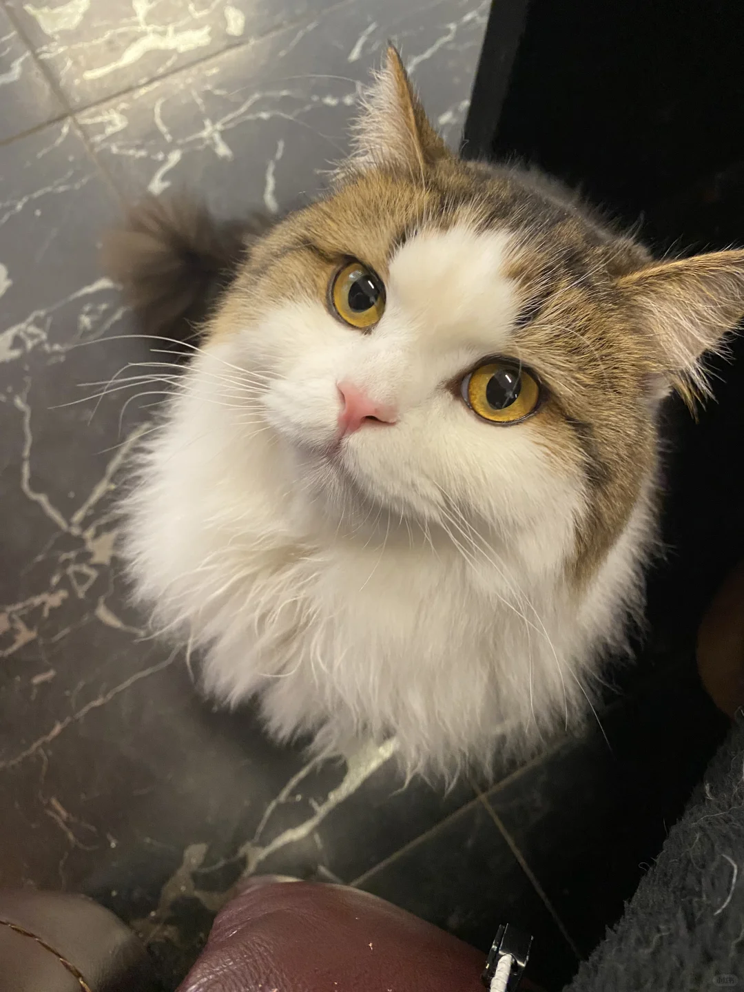 宠物店招聘 简单易上手 前景好 洗猫和猫咖