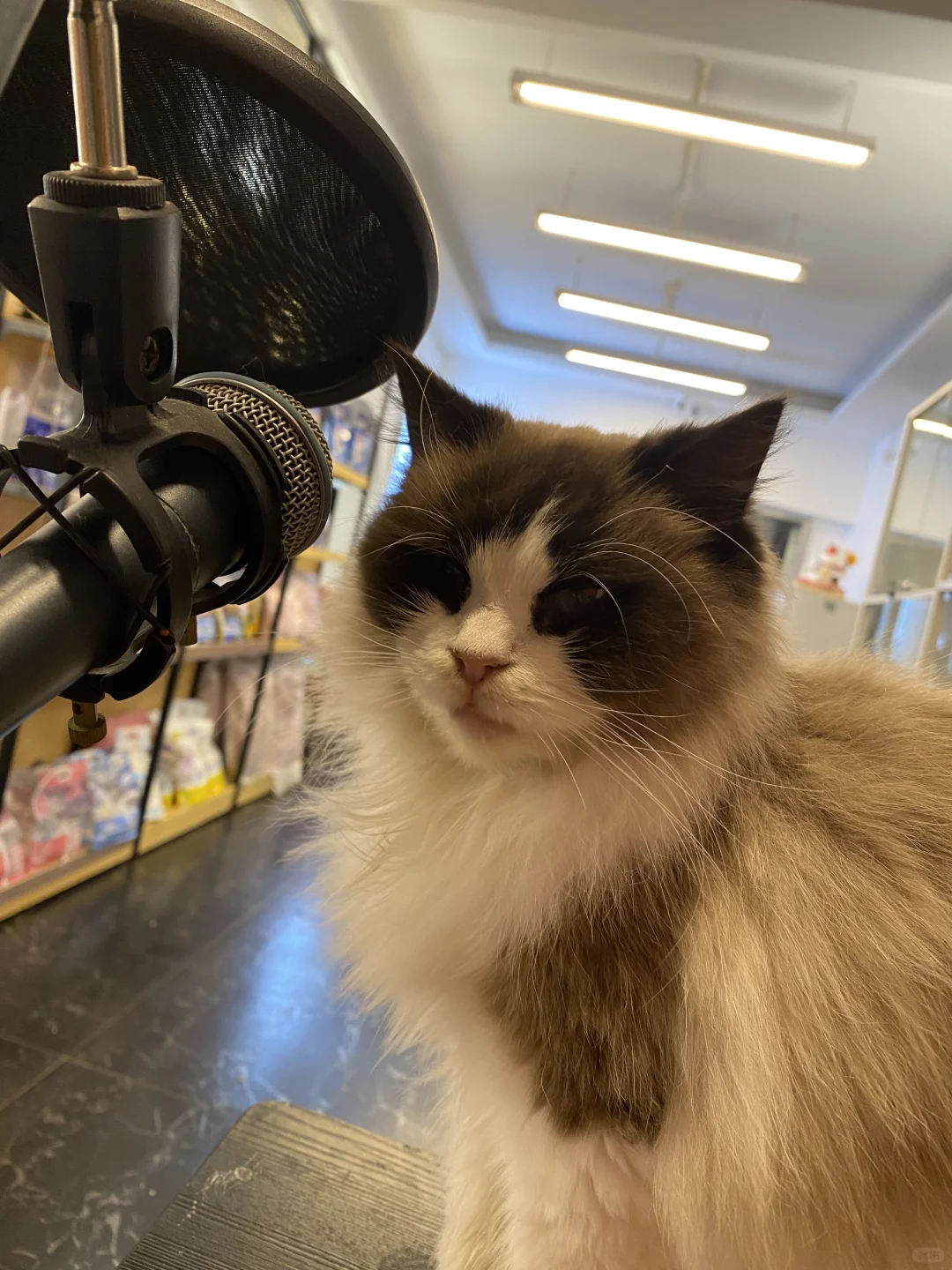 宠物店招聘 简单易上手 前景好 洗猫和猫咖