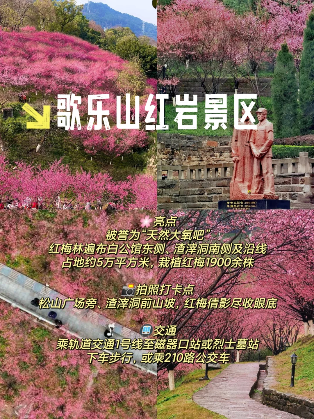 重庆赏梅攻略来啦！春日花海等你打卡🌺
