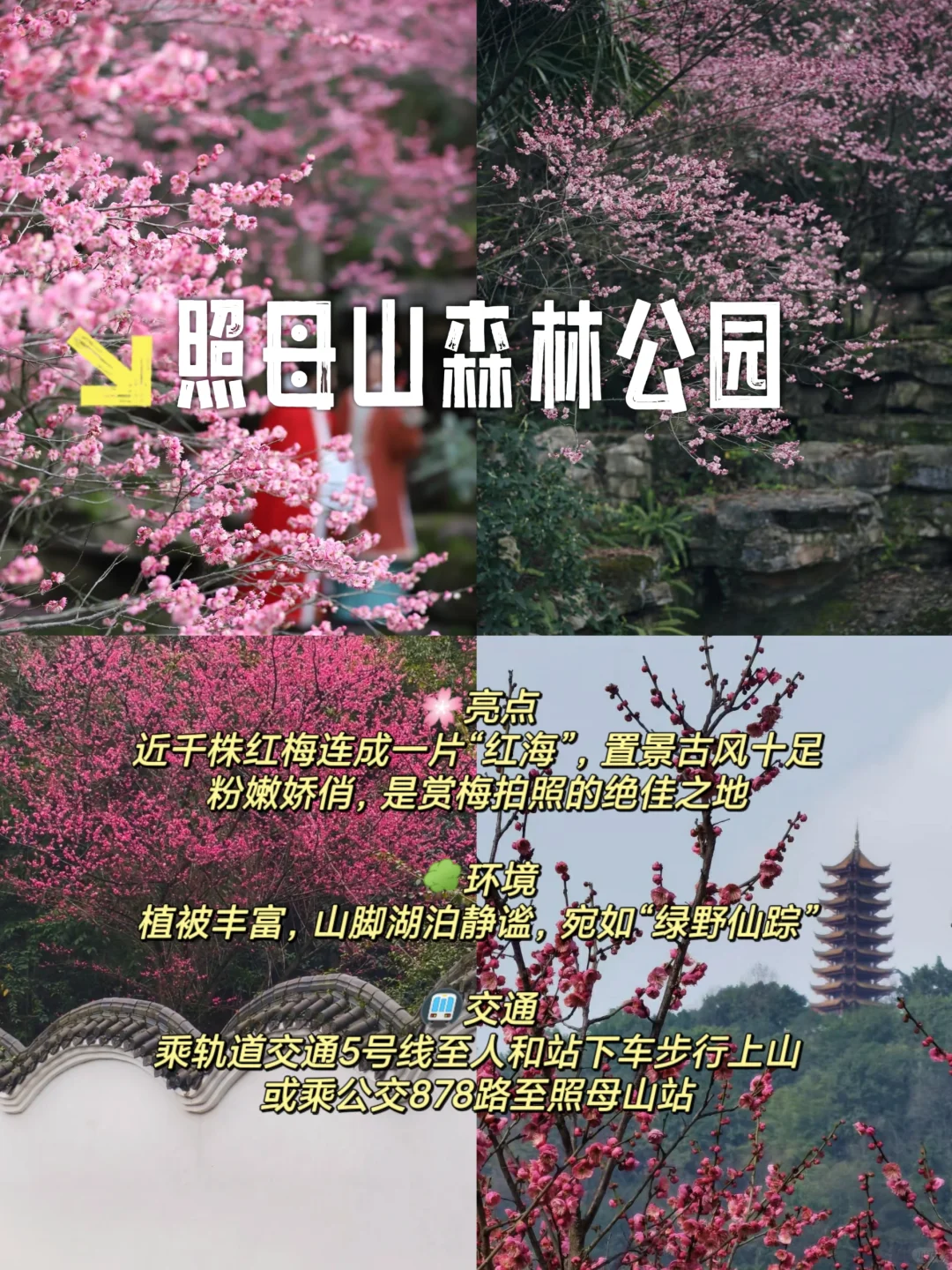 重庆赏梅攻略来啦！春日花海等你打卡🌺