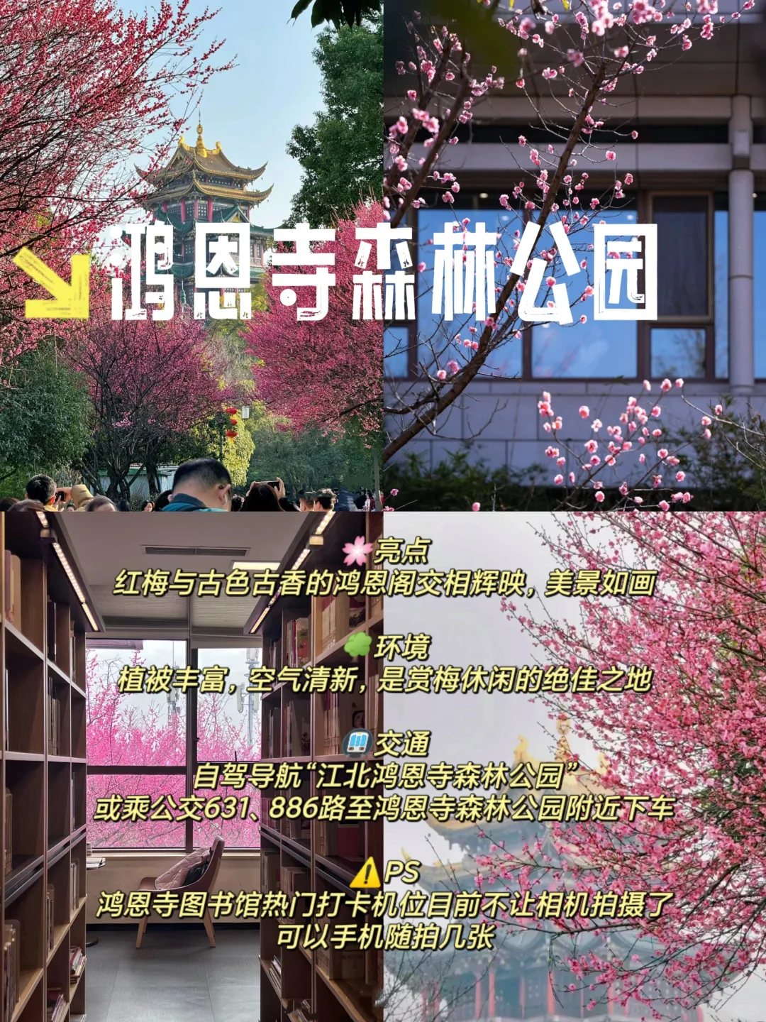 重庆赏梅攻略来啦！春日花海等你打卡🌺