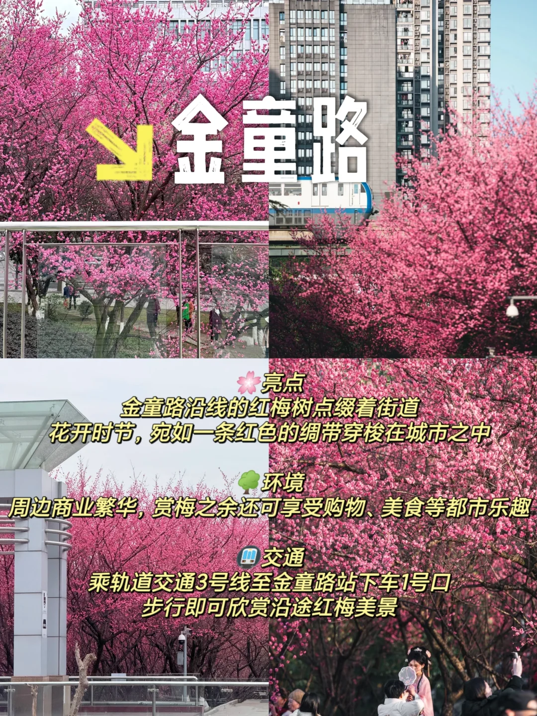 重庆赏梅攻略来啦！春日花海等你打卡🌺