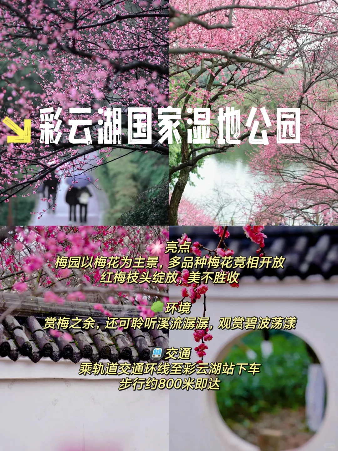 重庆赏梅攻略来啦！春日花海等你打卡🌺