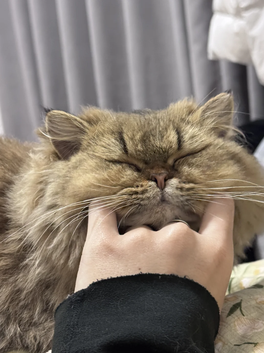 上班的动力其实是小猫….