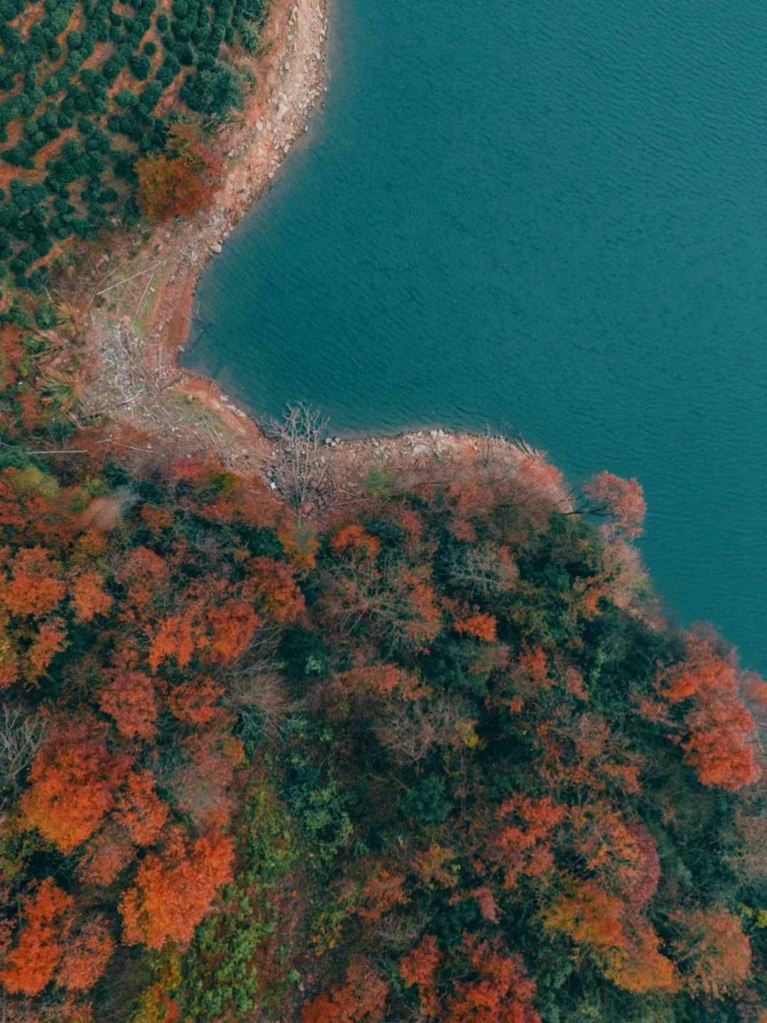 红透了❗️家门口这片红杉林足以让我惊艳❗️
