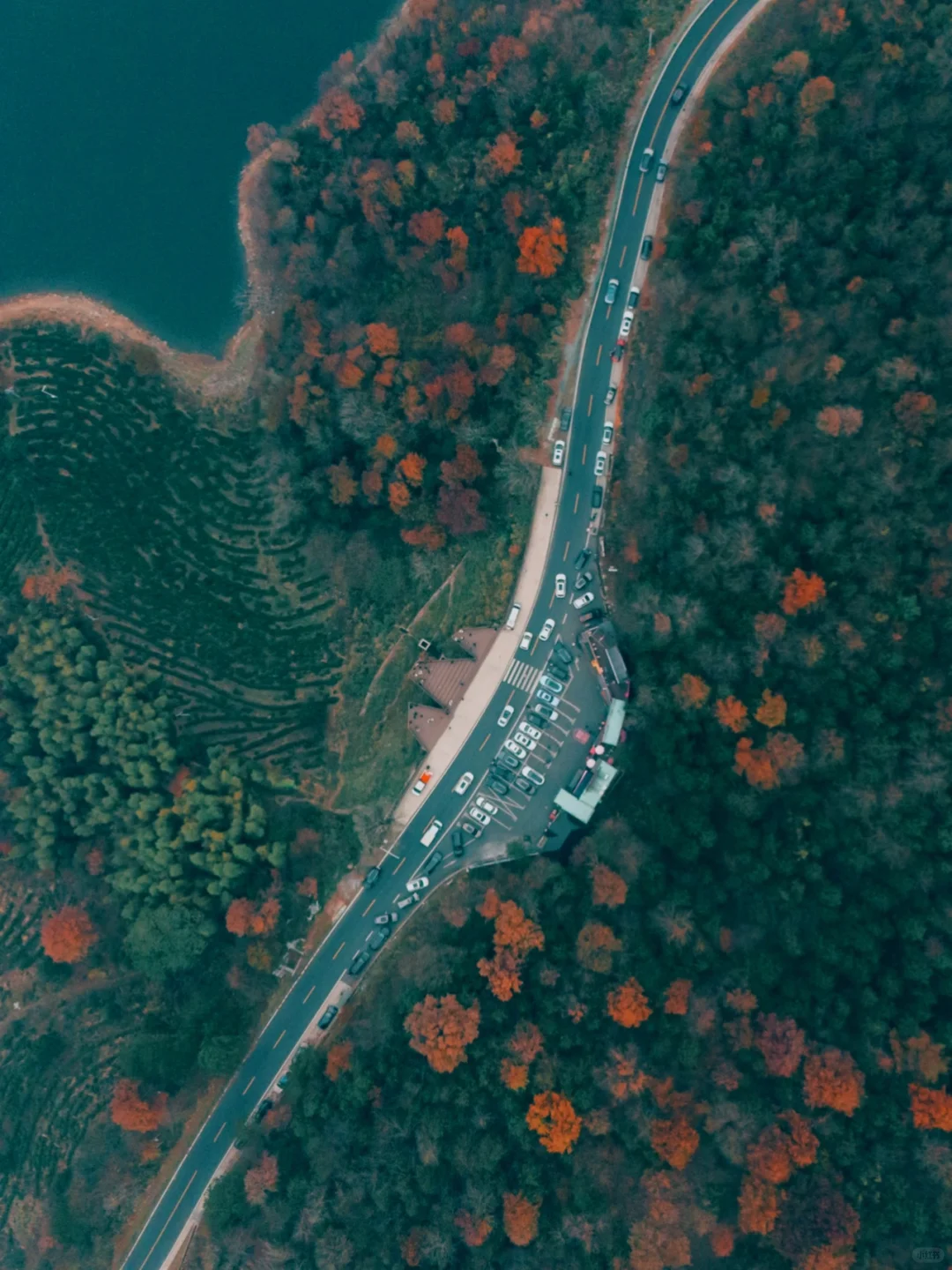 红透了❗️家门口这片红杉林足以让我惊艳❗️