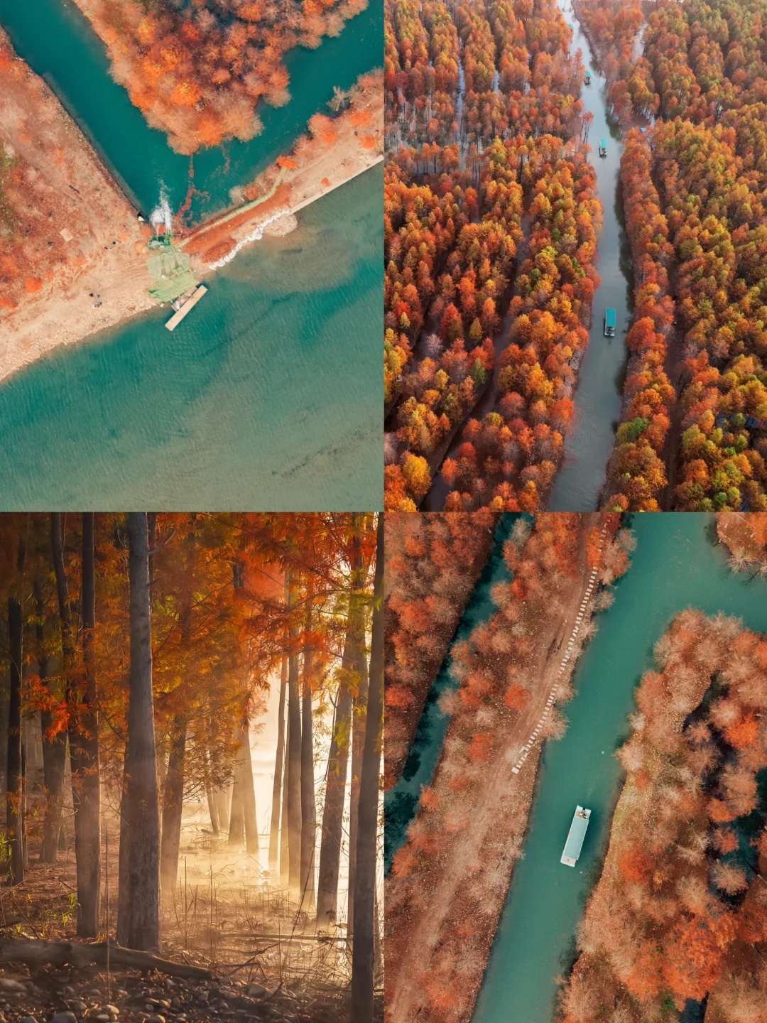 红透了❗️家门口这片红杉林足以让我惊艳❗️