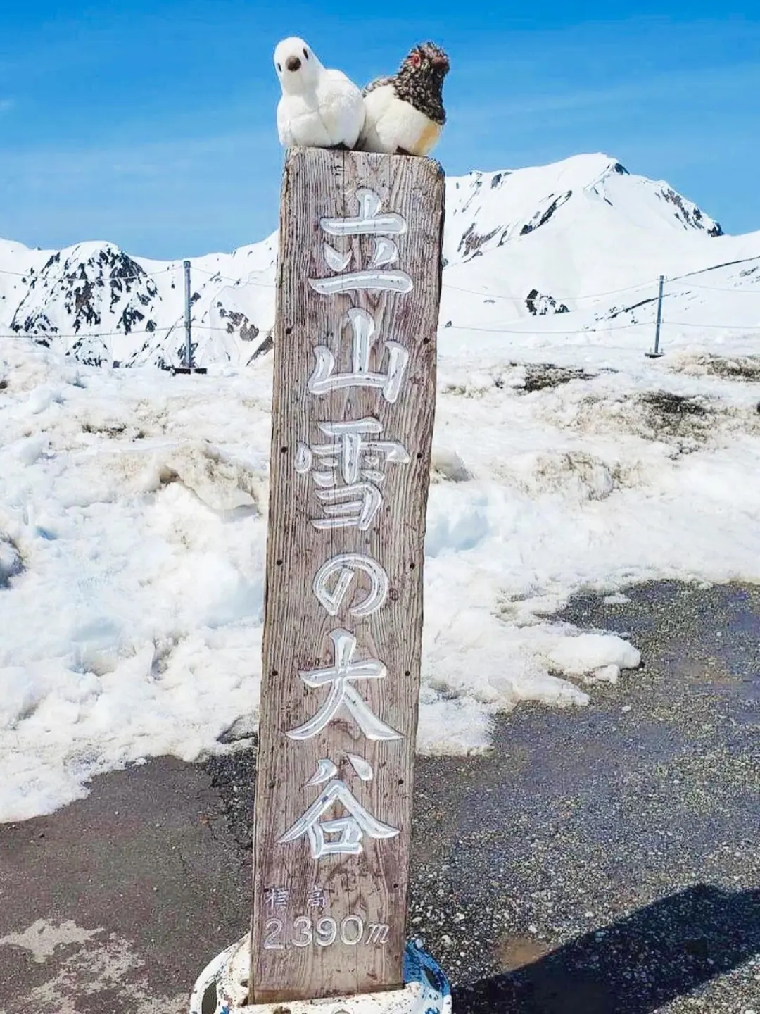 四月来日本除了赏樱，还可以去这里...👇👇