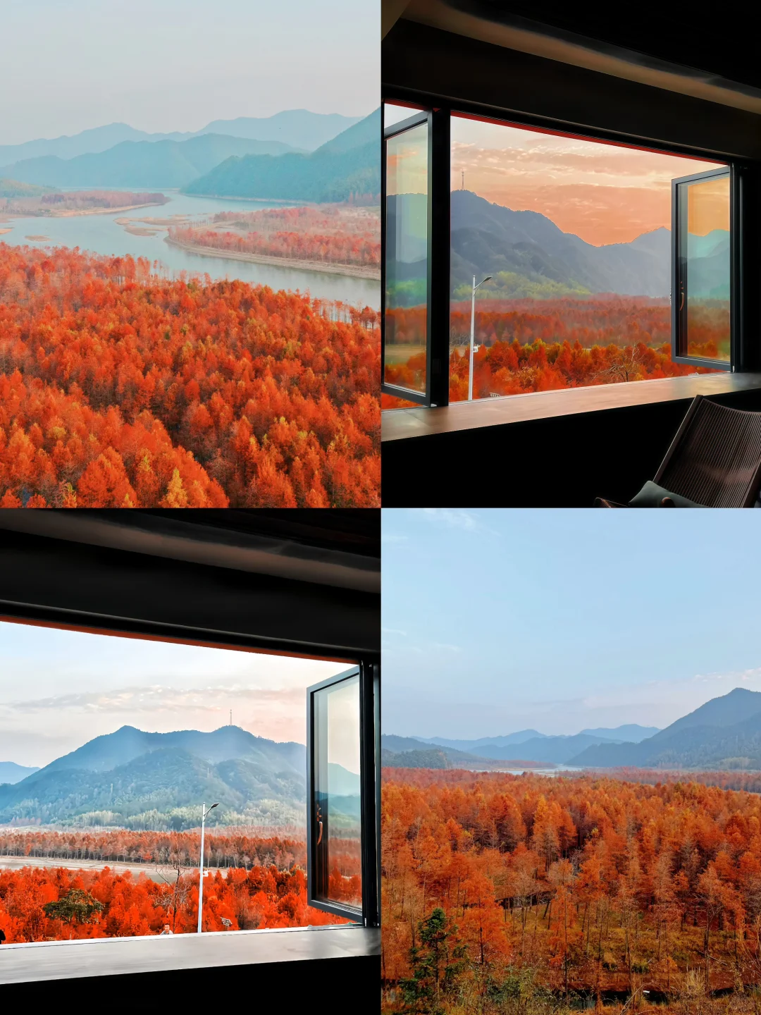 红透了❗️家门口这片红杉林足以让我惊艳❗️