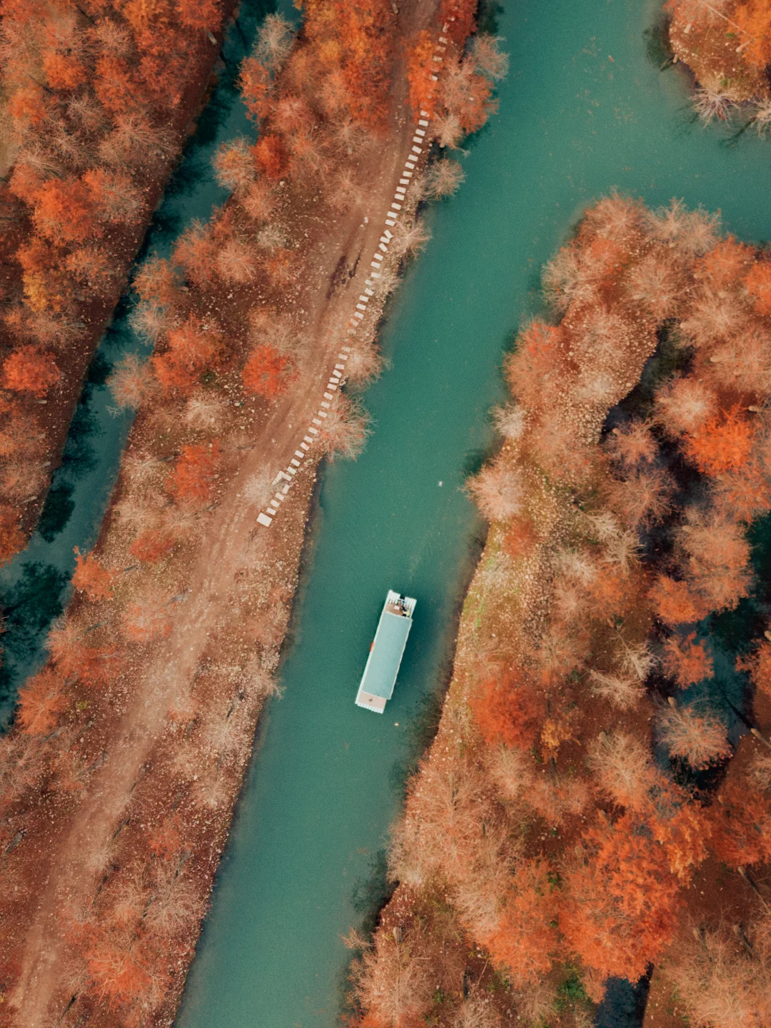 红透了❗️家门口这片红杉林足以让我惊艳❗️