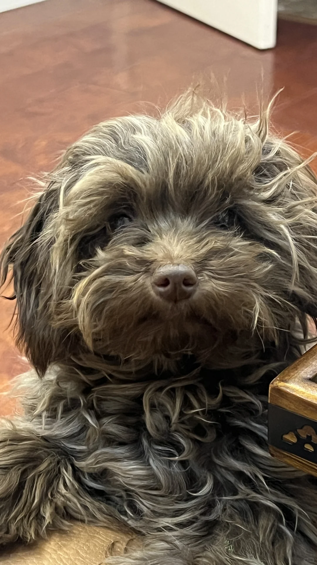 阜阳本地高薪招聘宠物美容师