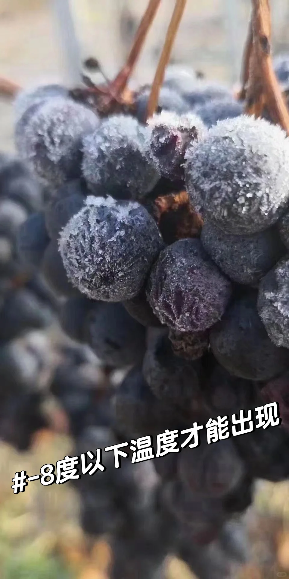 长白山冰葡萄酒只有冬天才有的酒