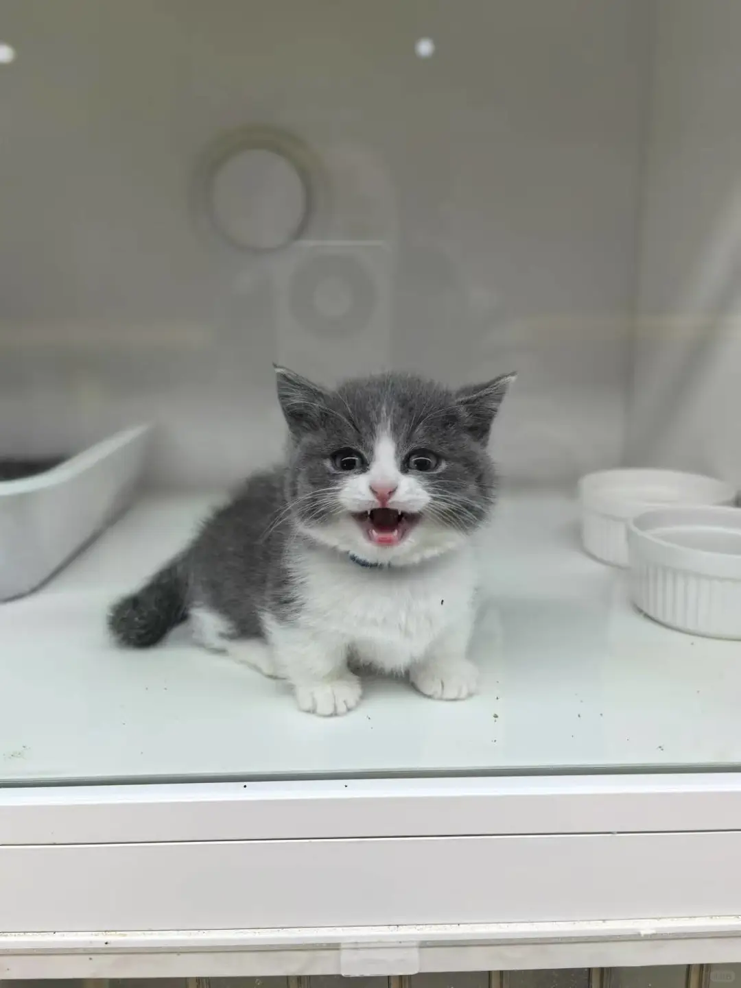 招聘啦招聘啦！猫咪顾问