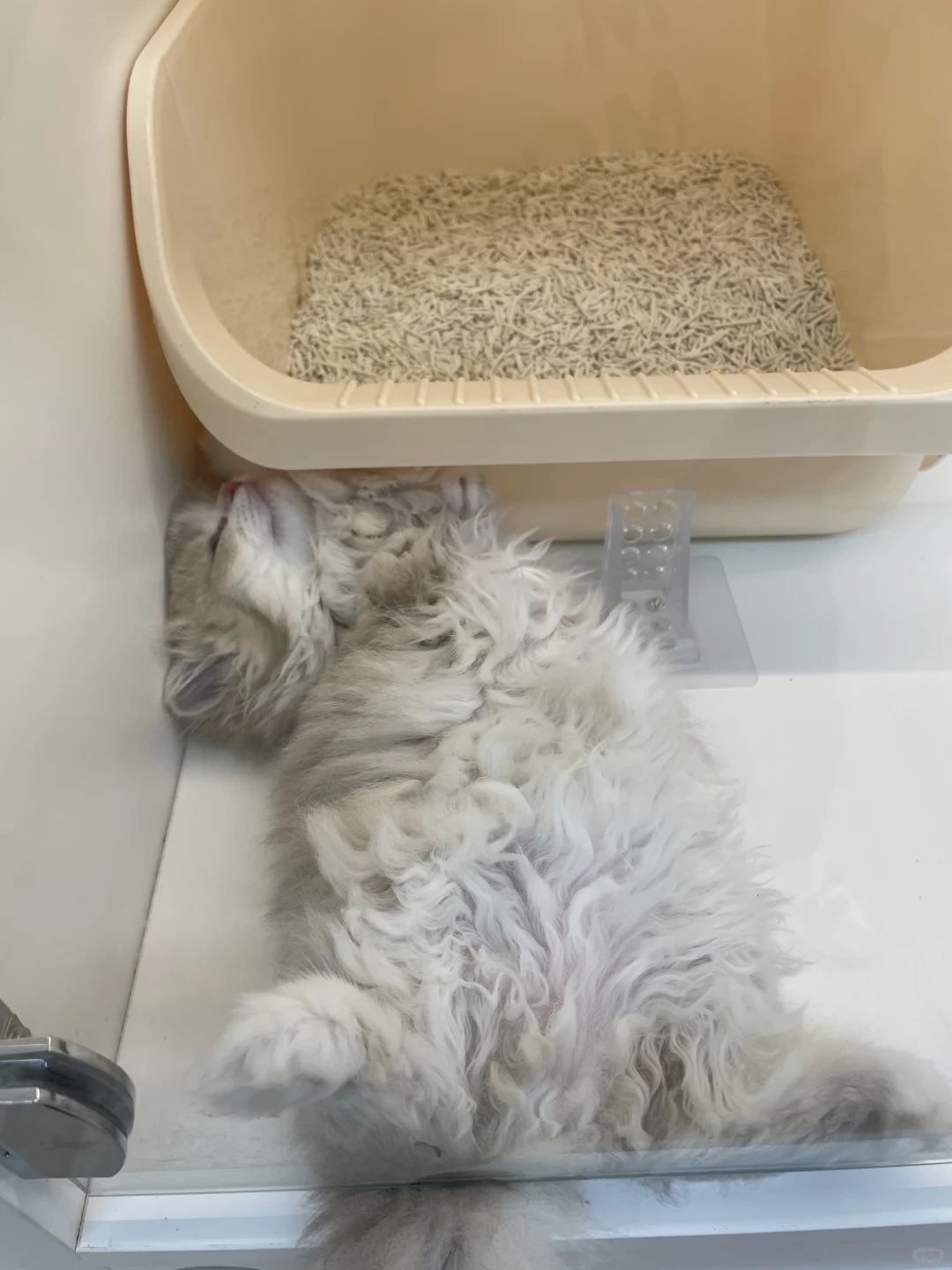 招聘啦招聘啦！猫咪顾问