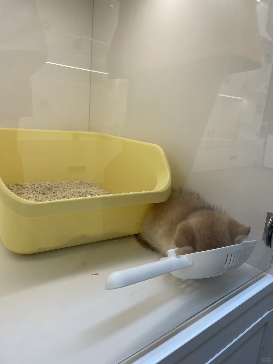 招聘啦招聘啦！猫咪顾问