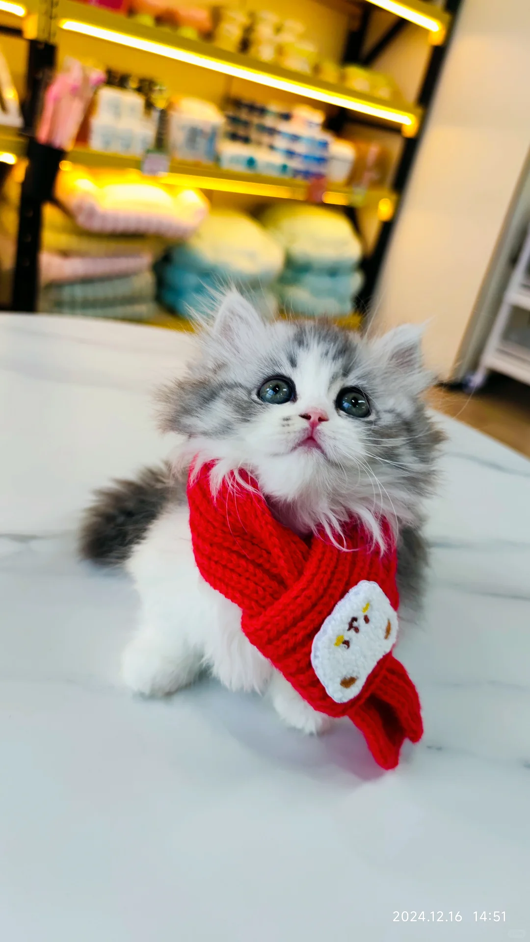 招聘啦招聘啦！猫咪顾问