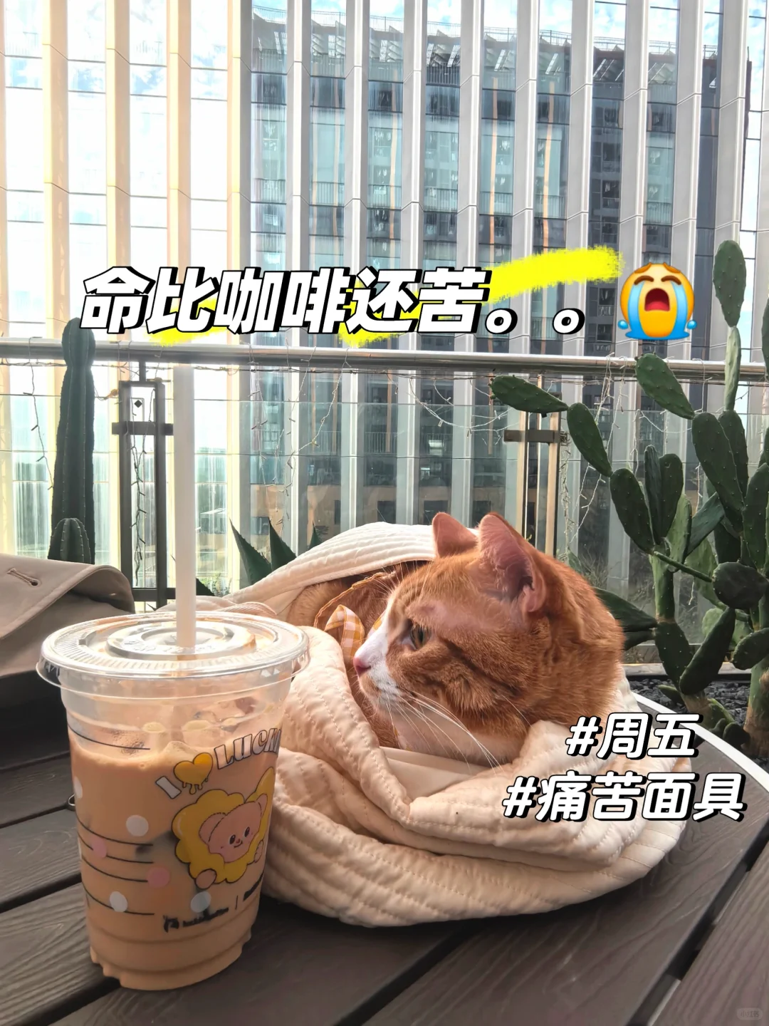 【😹一个月200猫条的offer，接or不接】