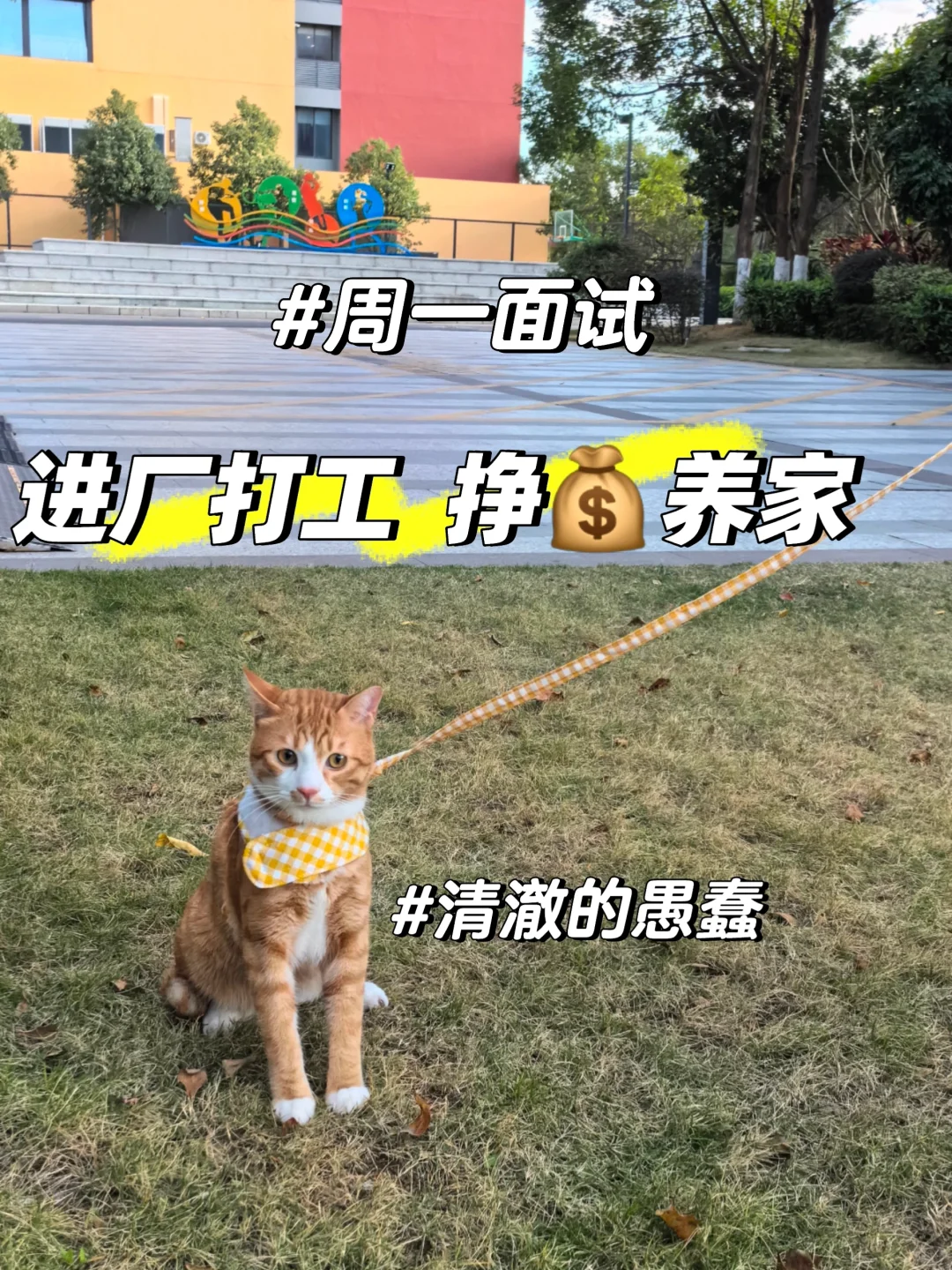 【😹一个月200猫条的offer，接or不接】