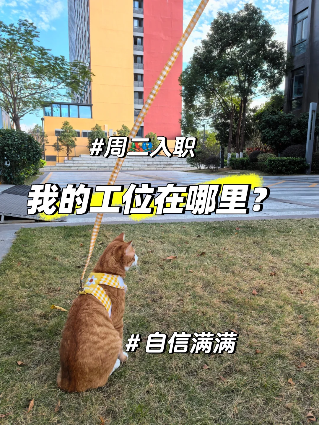 【😹一个月200猫条的offer，接or不接】