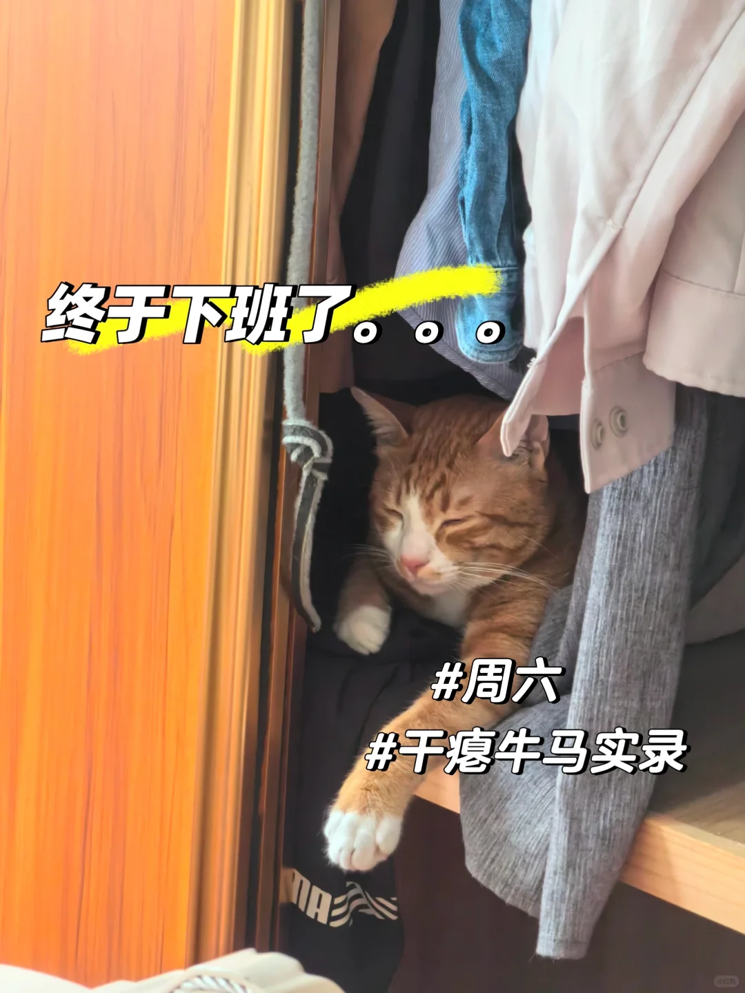 【😹一个月200猫条的offer，接or不接】