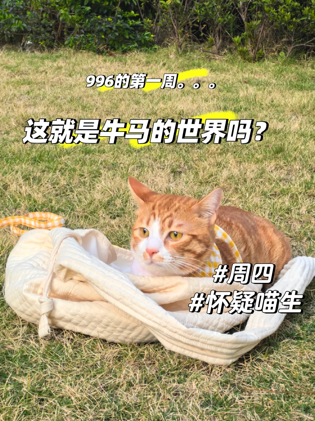 【😹一个月200猫条的offer，接or不接】