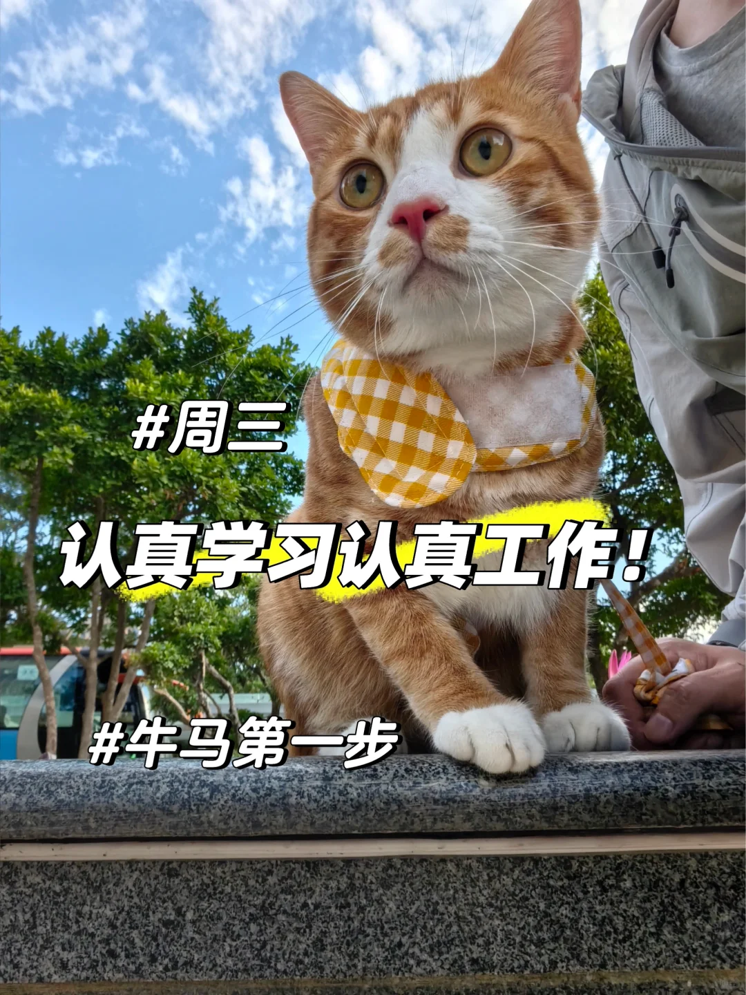 【😹一个月200猫条的offer，接or不接】