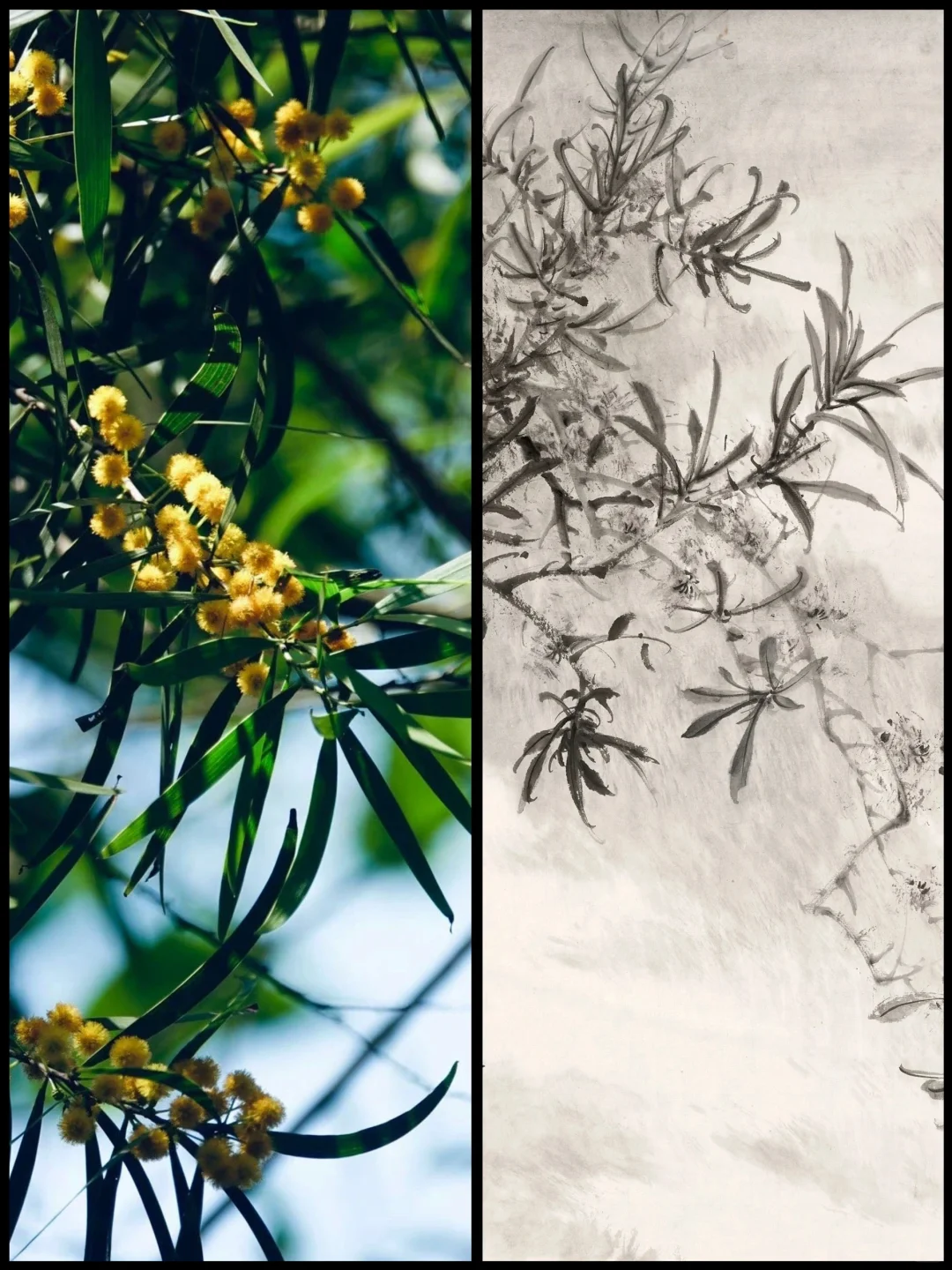 滉堂墨记｜相思树，忆写福清所见