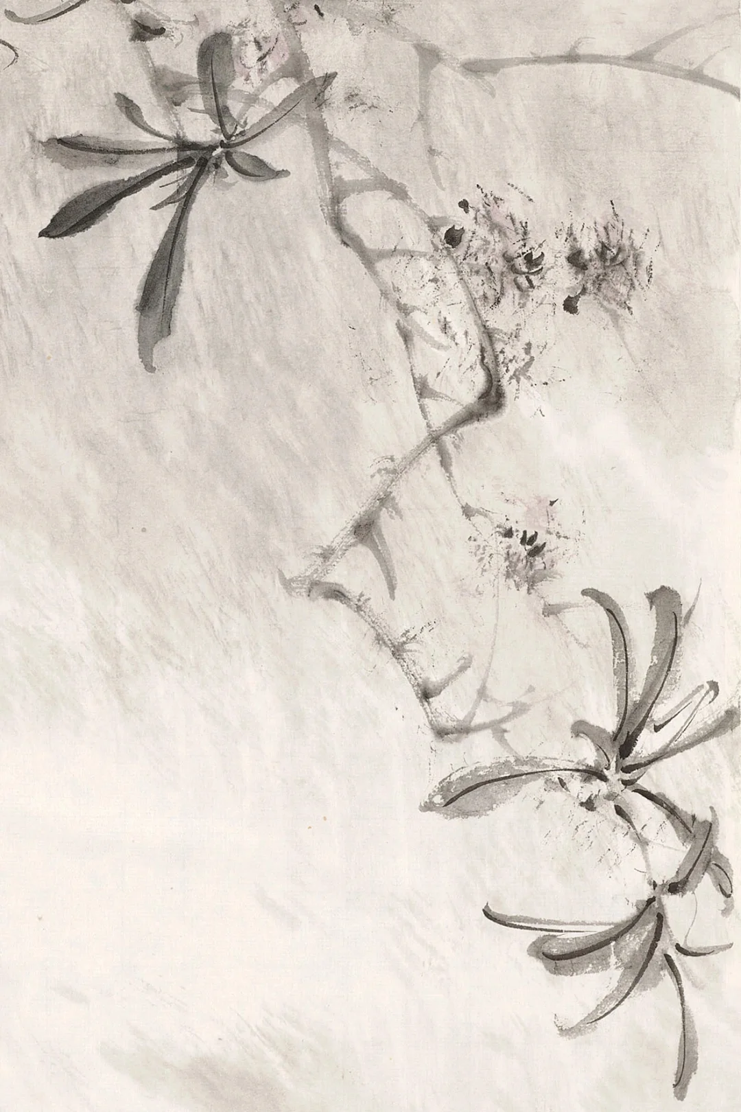 滉堂墨记｜相思树，忆写福清所见